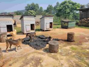 Dogs at the new shelter are free to roam