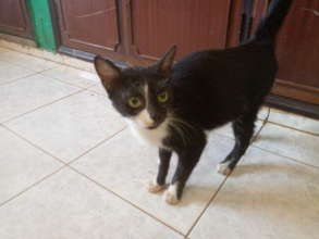 Nov 30-after picture, kitty recovered from mange