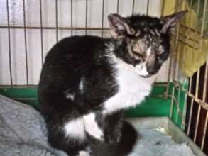 Nov 8, before picture-kitty with mange