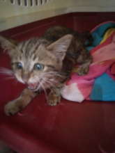 Kitty heard crying at Acacia Mall-rescued