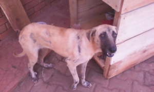When Sammy was rescued she had mange, fleas, ticks