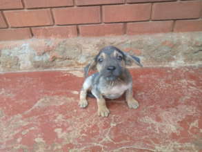 Now at The Haven undergoing mange treatment