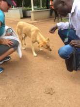 Skippy rescued when hanging around the Golf Club