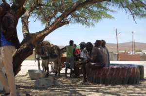 Donkeys at the Jan 2017 mobile clinic-all healthy!