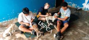 Sunday volunteer group plays with and grooms pups