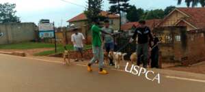 Sunday volunteer group walks dogs