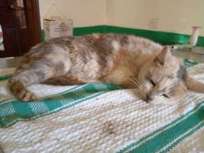 Rescued from a dog attack in Nsambya