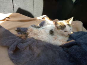 Kitty stuck in a culvert in Kololo, at The Haven