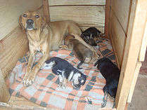 Mama dog and her 4 puppies-mid-January