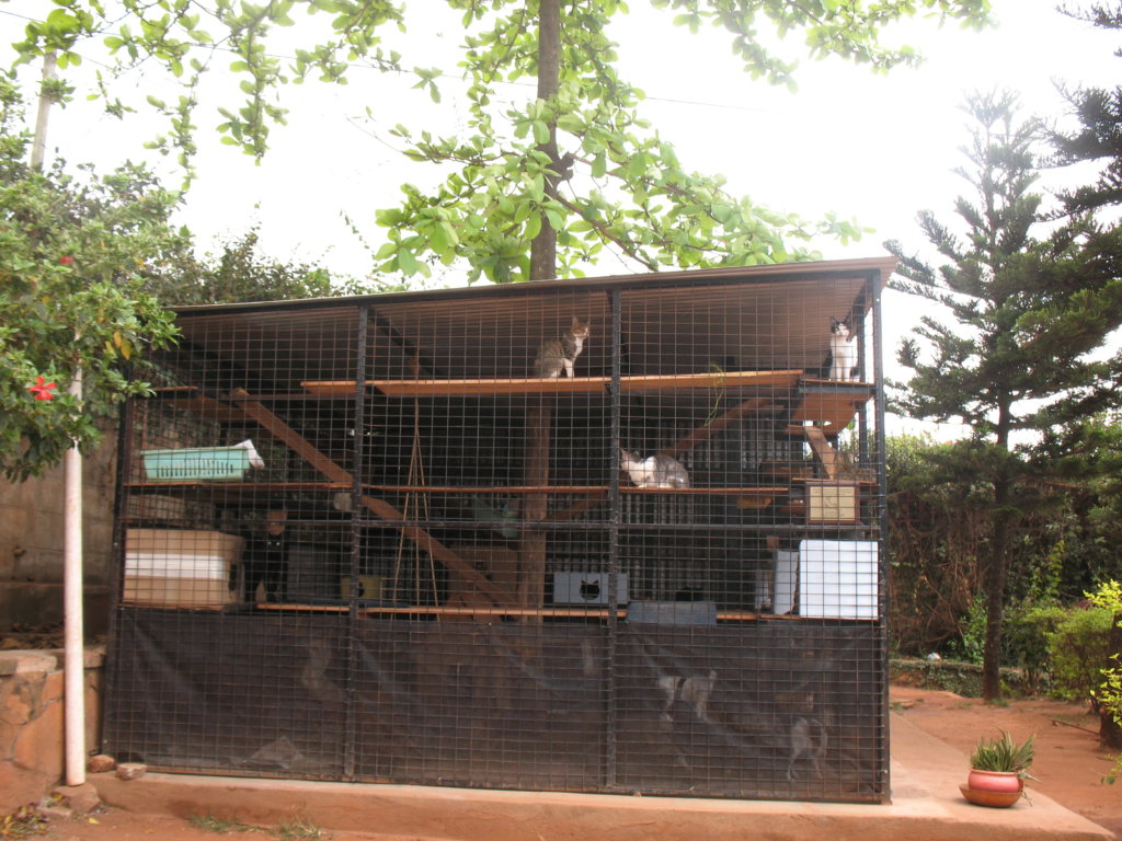 The new cattery at The Haven