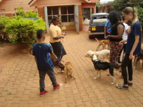 Volunteers walk dogs at The Haven