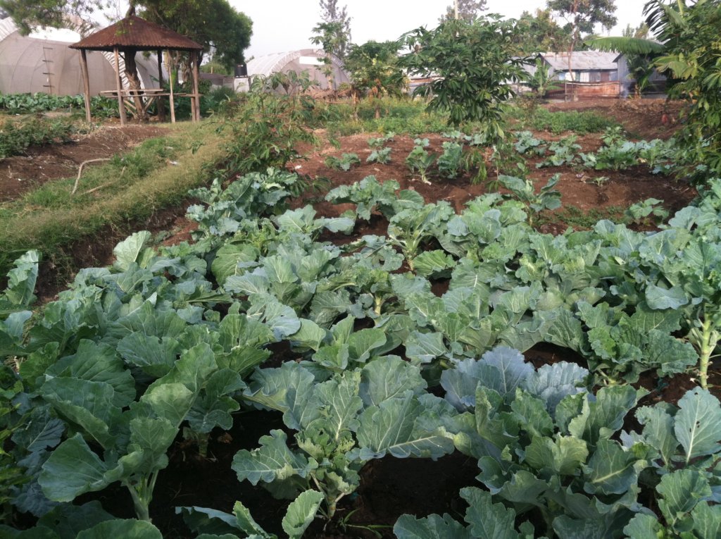 Send Lilian and Her 20 Friends to Boarding School