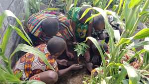 Planting a Tree