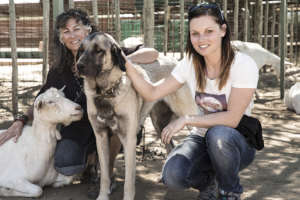 Ann Veith with CCF Anatolian Shepherd Dog