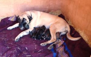 CCF's newest litter of livestock guarding dogs!