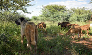 Livestock Guard Dog Herding Goats