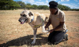Eveline Iikondja, LGD Assistant conducting checkup