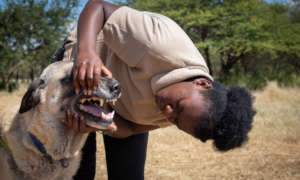 Eveline Iikondja, LGD Assistant checks dog's teeth