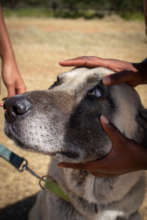 Livestock Guard Dog getting eyes checked