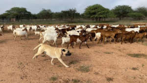 Repet herding goats