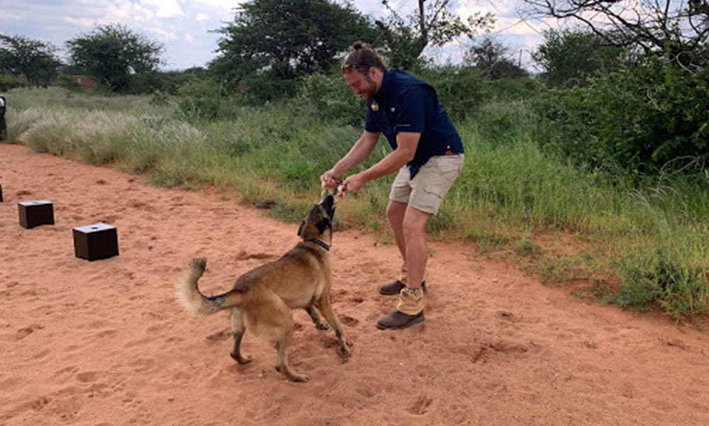 Enya being rewarded with tug of war play