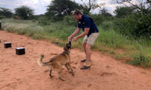 Enya being rewarded with tug of war play