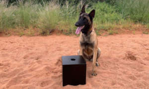 Enya sits beside box containing cheetah scat