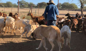 CCF LGD with herder about to graze in the bush