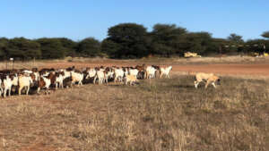 CCF Livestock Guarding Dog (LGD) with herd