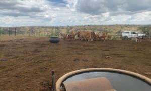 Cattle Farm