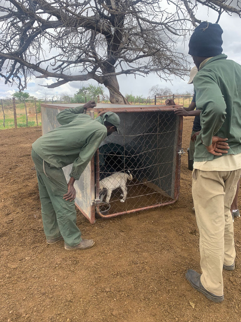 Gebhardt Delivering Puppy