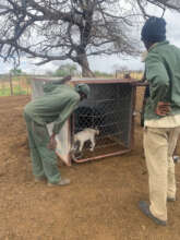 Gebhardt Delivering Puppy