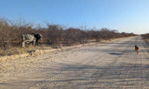 Enya searching for scat