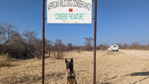 Scat detection dog - Enya