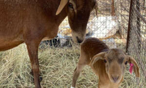 Momma Goat with baby