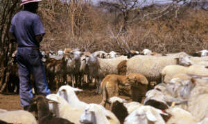 Livestock Guarding Dog (LGD) with goats
