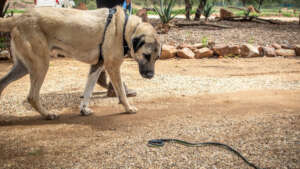 LGD Snake Aversion Training with Everline