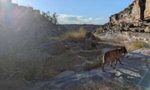 Enya in search of cheetah scat