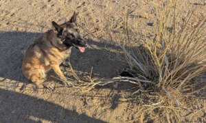 Enya indicating cheetah scat in thicket