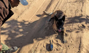 Camera Trap Study with Scat Dog