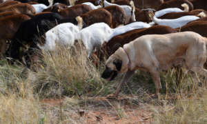 Anatolian Shepard with Goat Herd