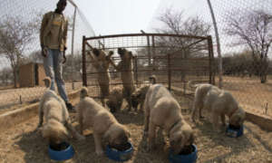 Anatolian Shepard Puppies