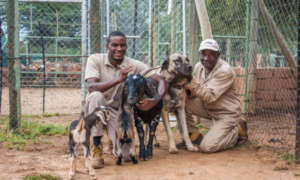 CCF Staff with Livestock Guard Dog