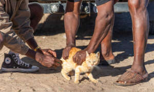 Cat receiving rabies vaccine