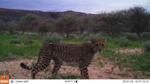 Cheetah monitored by camera trap