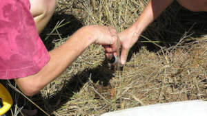 Collecting scat samples