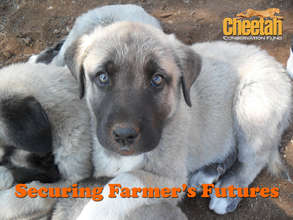 Securing Farmer's Futures