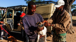 Dog receiving rabies vaccine