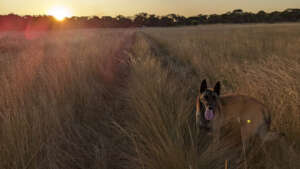 Enya Scat Detection Dog