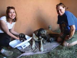 CCF's Kangal Feliz and her puppies with CCF staff